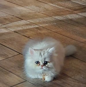 Meet your Posher, Edgar